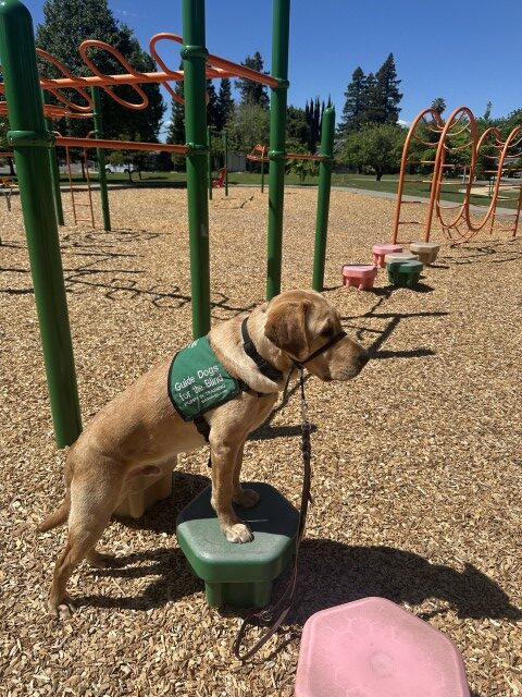 toddPark (Small)